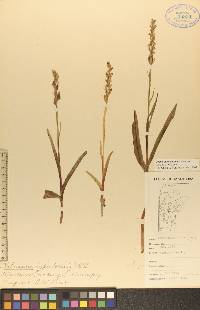 Platanthera aquilonis image