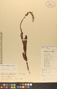 Platanthera hyperborea image