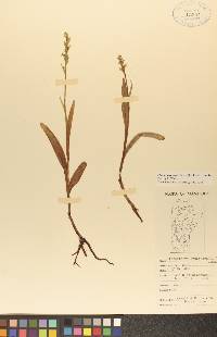 Platanthera hyperborea image