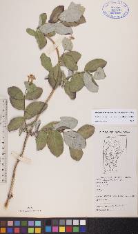 Lonicera dioica image