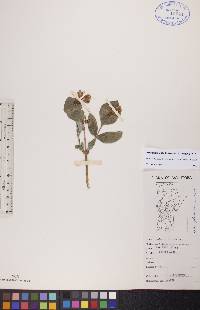 Lonicera dioica image