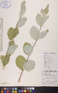 Lonicera dioica image