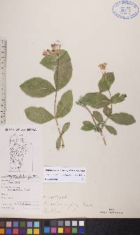 Lonicera dioica image