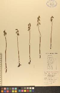 Corallorhiza trifida image