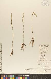 Spiranthes lacera image