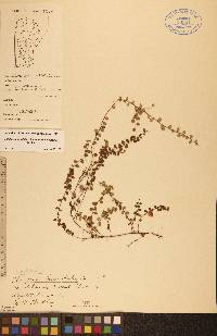 Gaultheria hispidula image