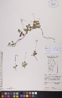 Linnaea borealis subsp. longiflora image