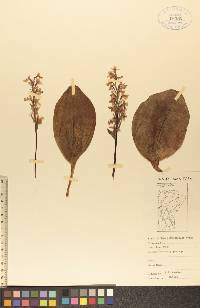 Orchis rotundifolia image