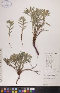 Lithospermum canescens image