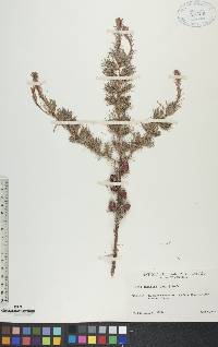 Larix laricina image