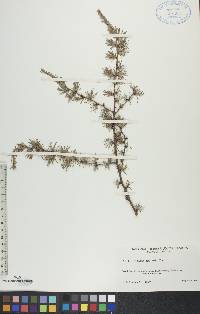 Larix laricina image