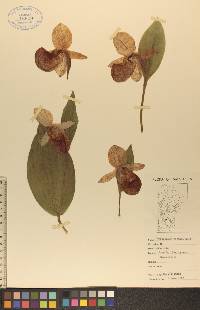 Cypripedium reginae image