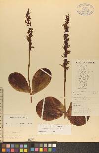 Platanthera hookeri image