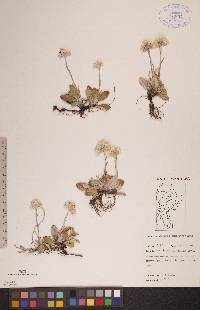 Antennaria neglecta image