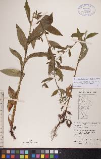 Hackelia deflexa subsp. americana image