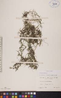 Ceratophyllum demersum image