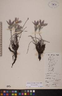 Pulsatilla patens image