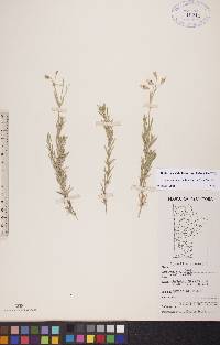 Cerastium arvense subsp. strictum image