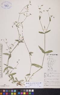 Cerastium nutans image