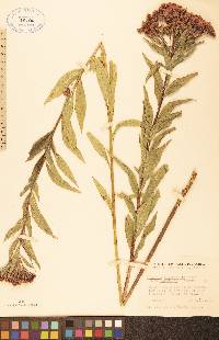 Vernonia fasciculata var. corymbosa image