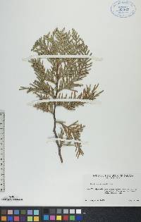 Thuja occidentalis image