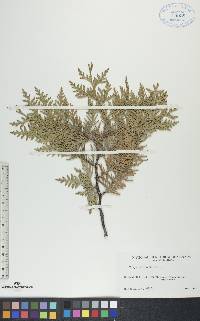 Thuja occidentalis image