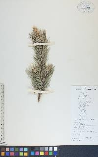 Pinus banksiana image