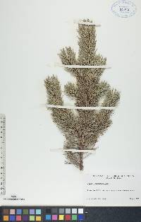 Pinus banksiana image