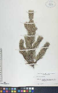 Pinus banksiana image