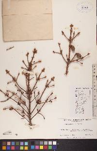 Picea mariana image