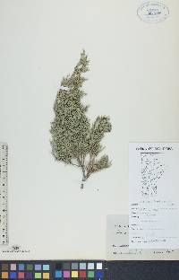 Juniperus horizontalis image