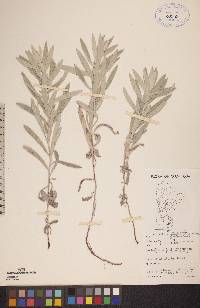 Artemisia ludoviciana subsp. ludoviciana image