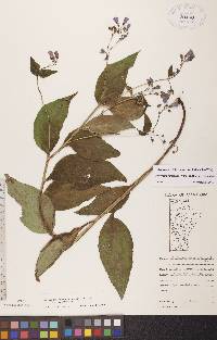 Mertensia paniculata image