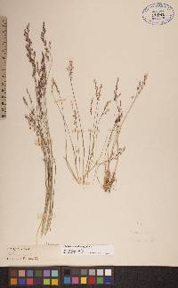 Poa glauca image