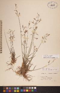 Poa arctica subsp. arctica image