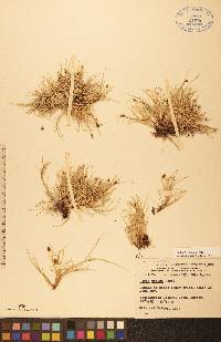 Carex ursina image