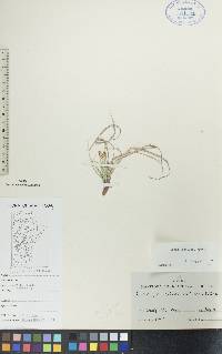 Carex douglasii image