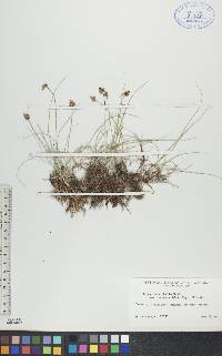 Carex duriuscula image