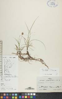 Carex duriuscula image