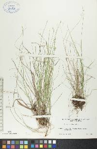 Carex interior image