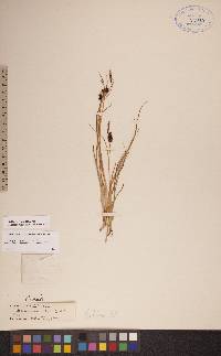 Carex saxatilis image