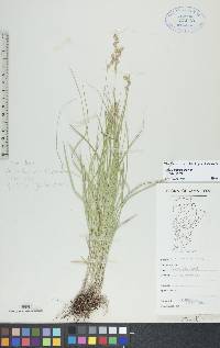 Carex tenera var. tenera image