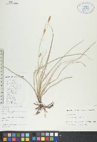 Carex tetanica image