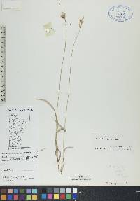 Carex torreyi image