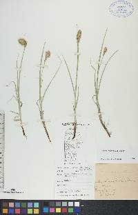 Carex sartwellii image