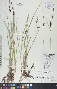 Carex saxatilis image