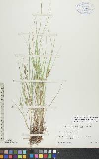 Carex sychnocephala image