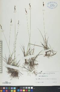 Carex parryana image