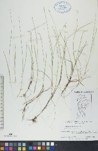 Carex pauciflora image