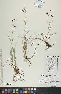 Carex paupercula image